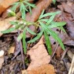 Cardamine concatenata