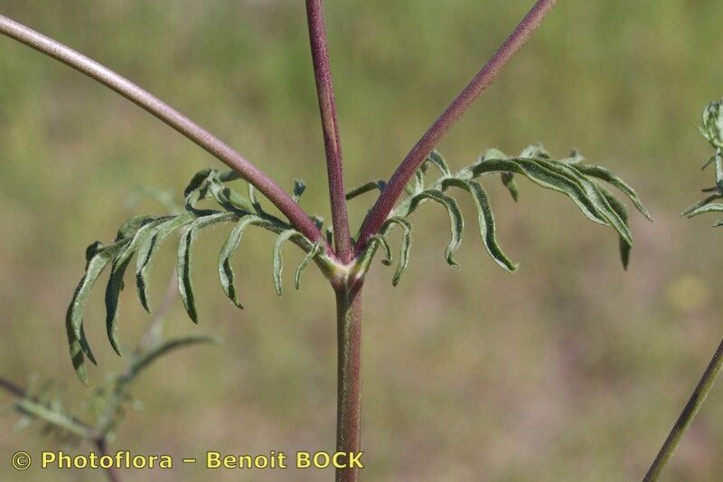 Scabiosa galianoi bark