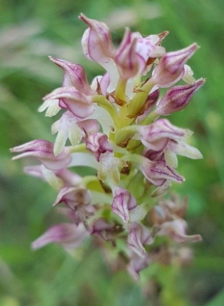 Anacamptis fragrans flower