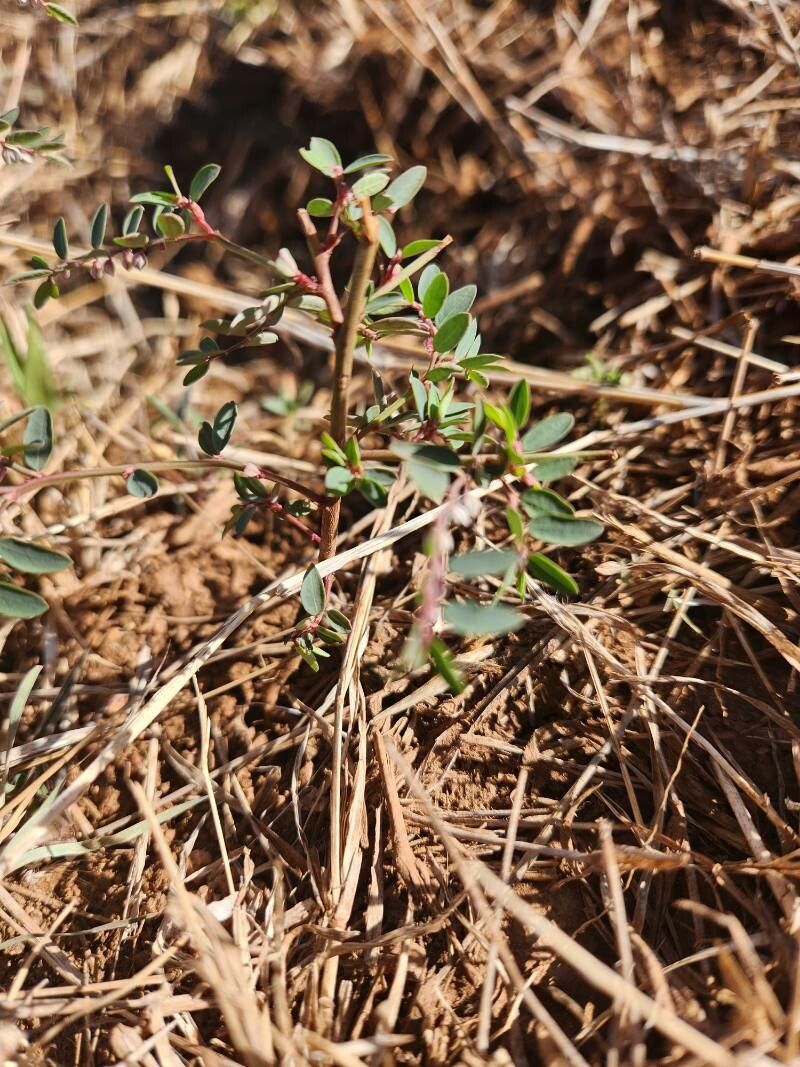 Phyllanthus suffrutescens — houseplant care guide