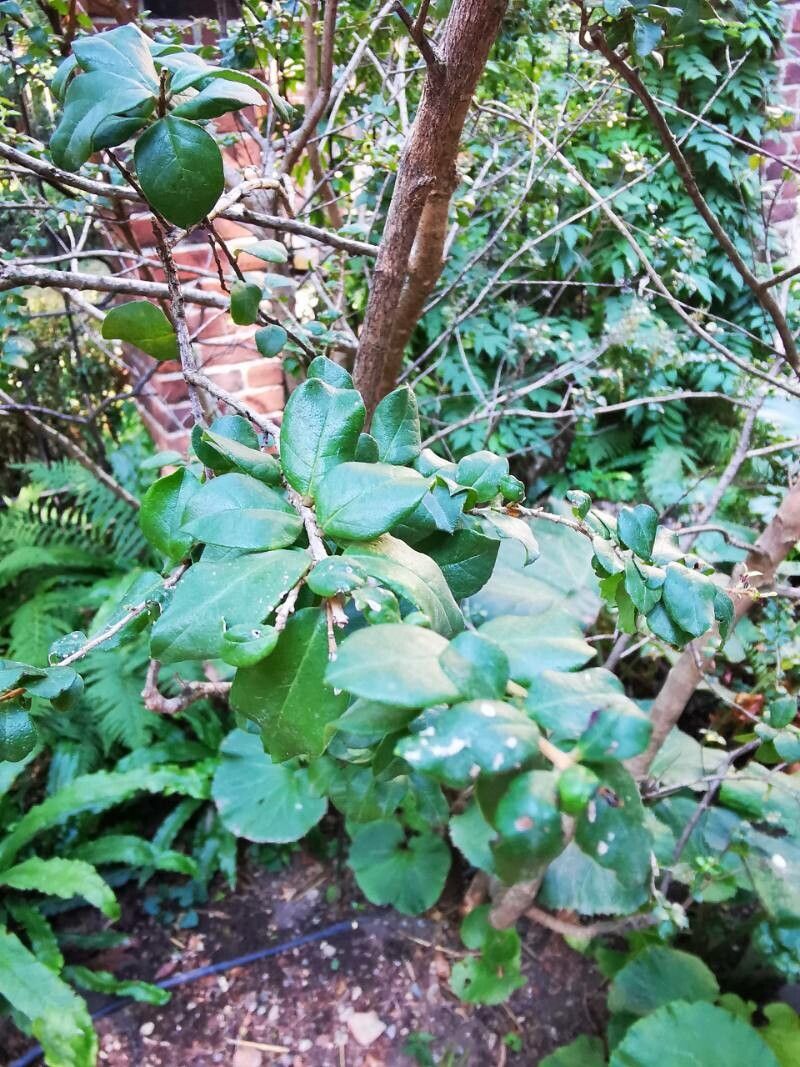 Luma chequen — related species from the same genus