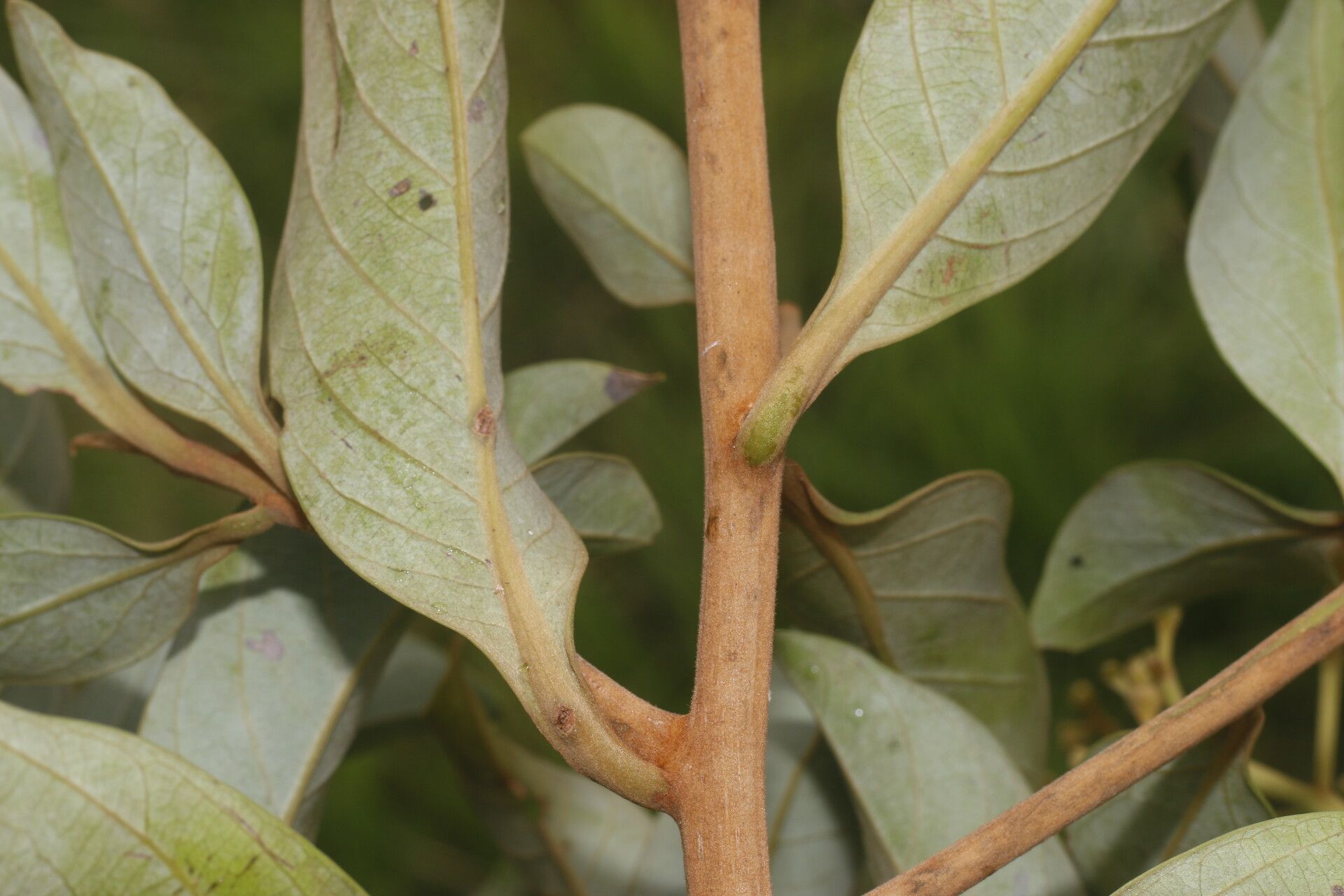 Ocotea monteverdensis bark