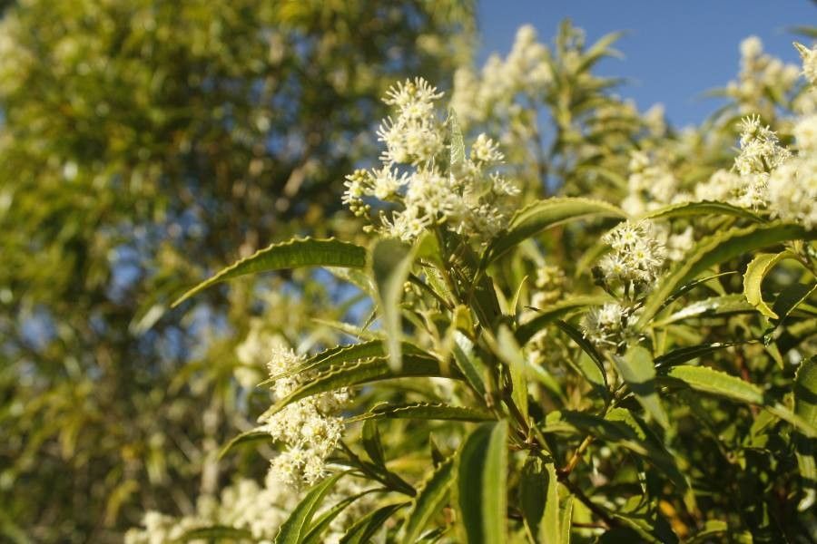 Miconia sellowiana flower