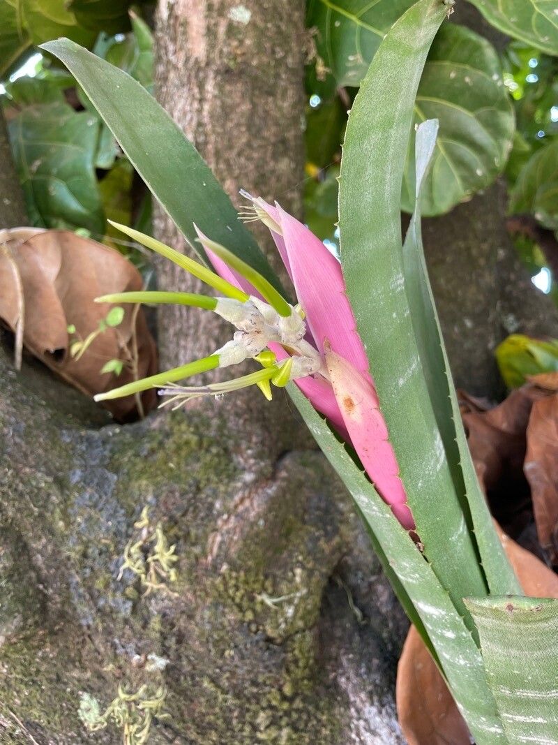 Billbergia zebrina leaf