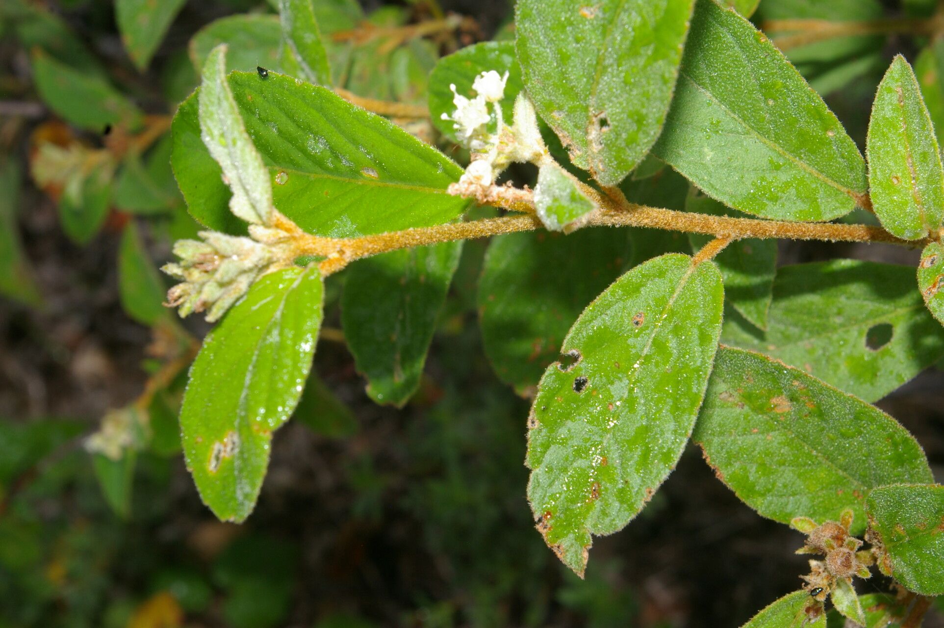 Croton jutiapensis flower