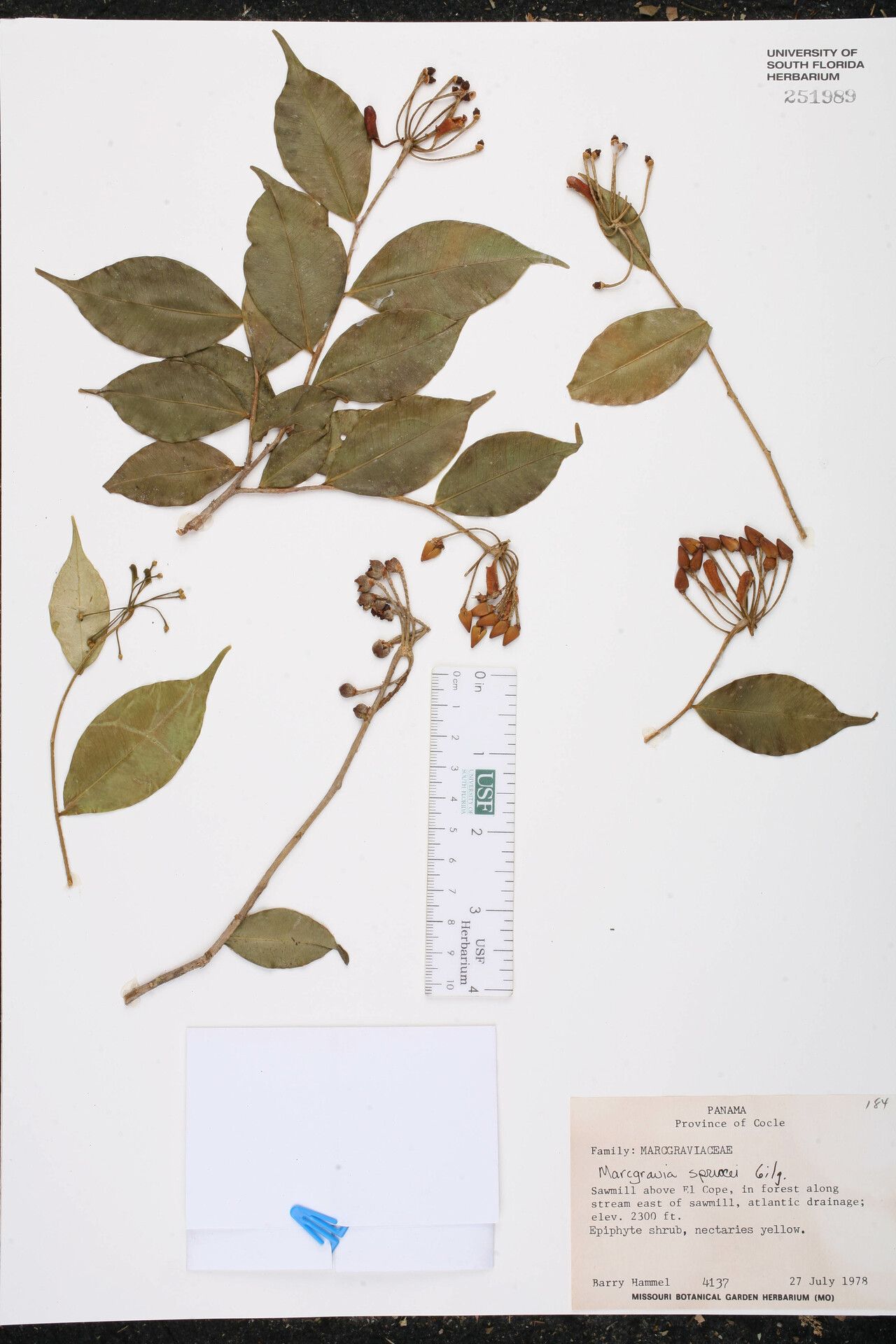 Marcgravia sprucei fruit