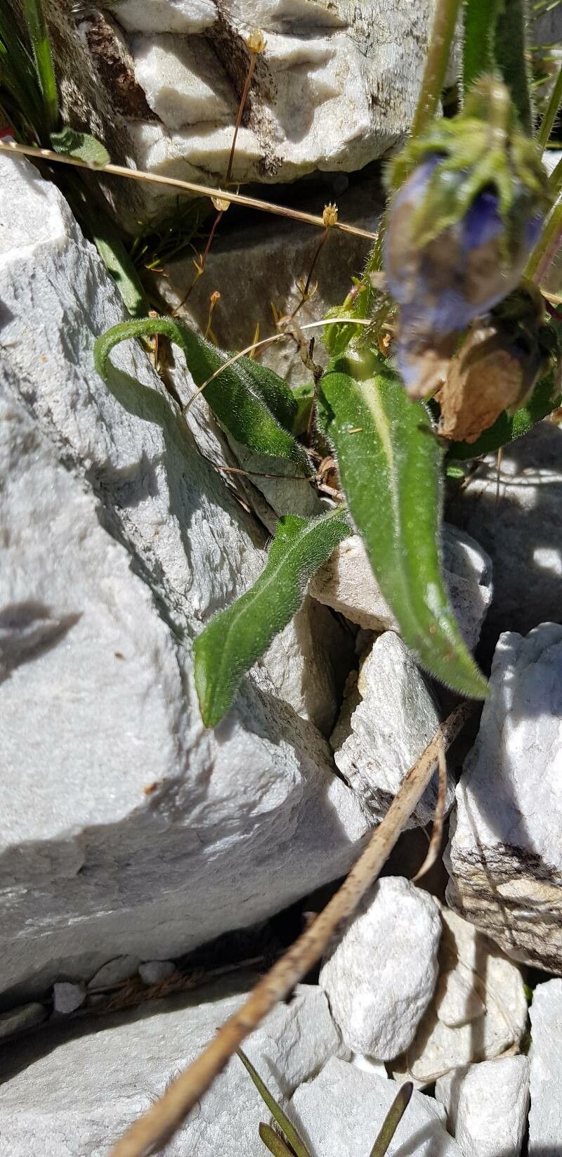Campanula barbata leaf