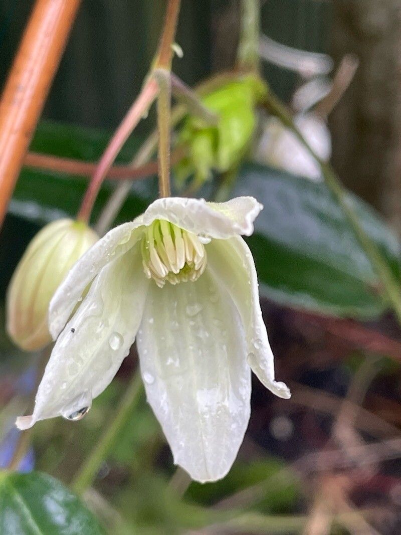 Clematis armandi flower