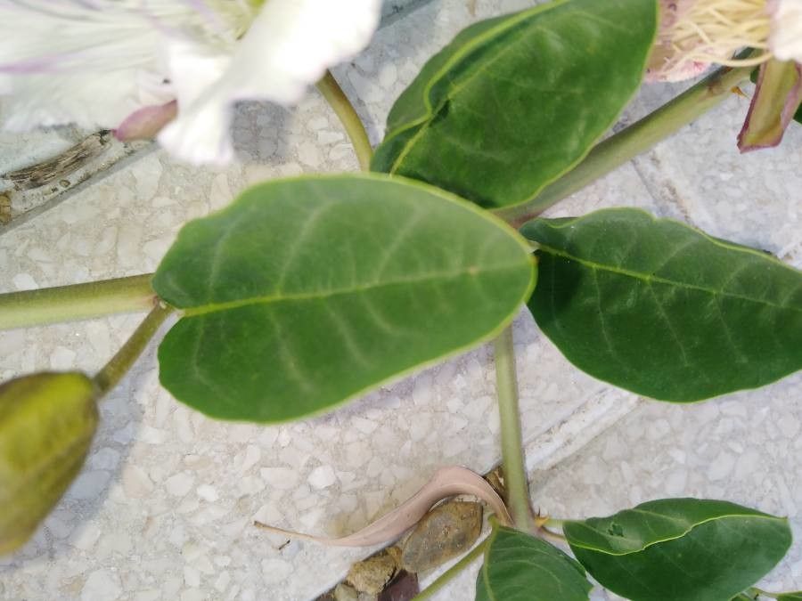 Capparis sicula — search result for 'Capparis'