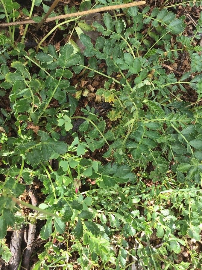 Acaena magellanica — houseplant care guide