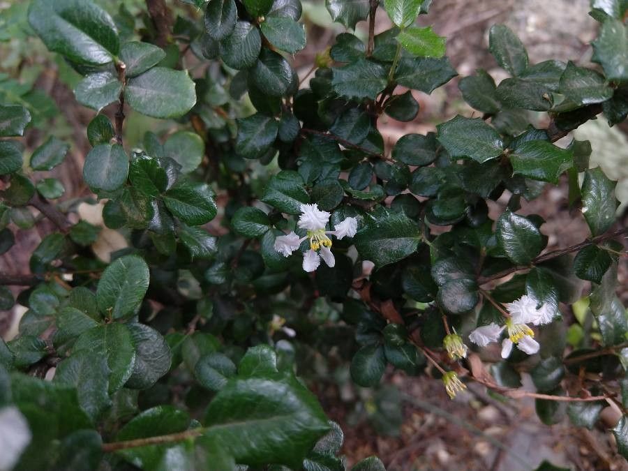 Malpighia coccigera flower