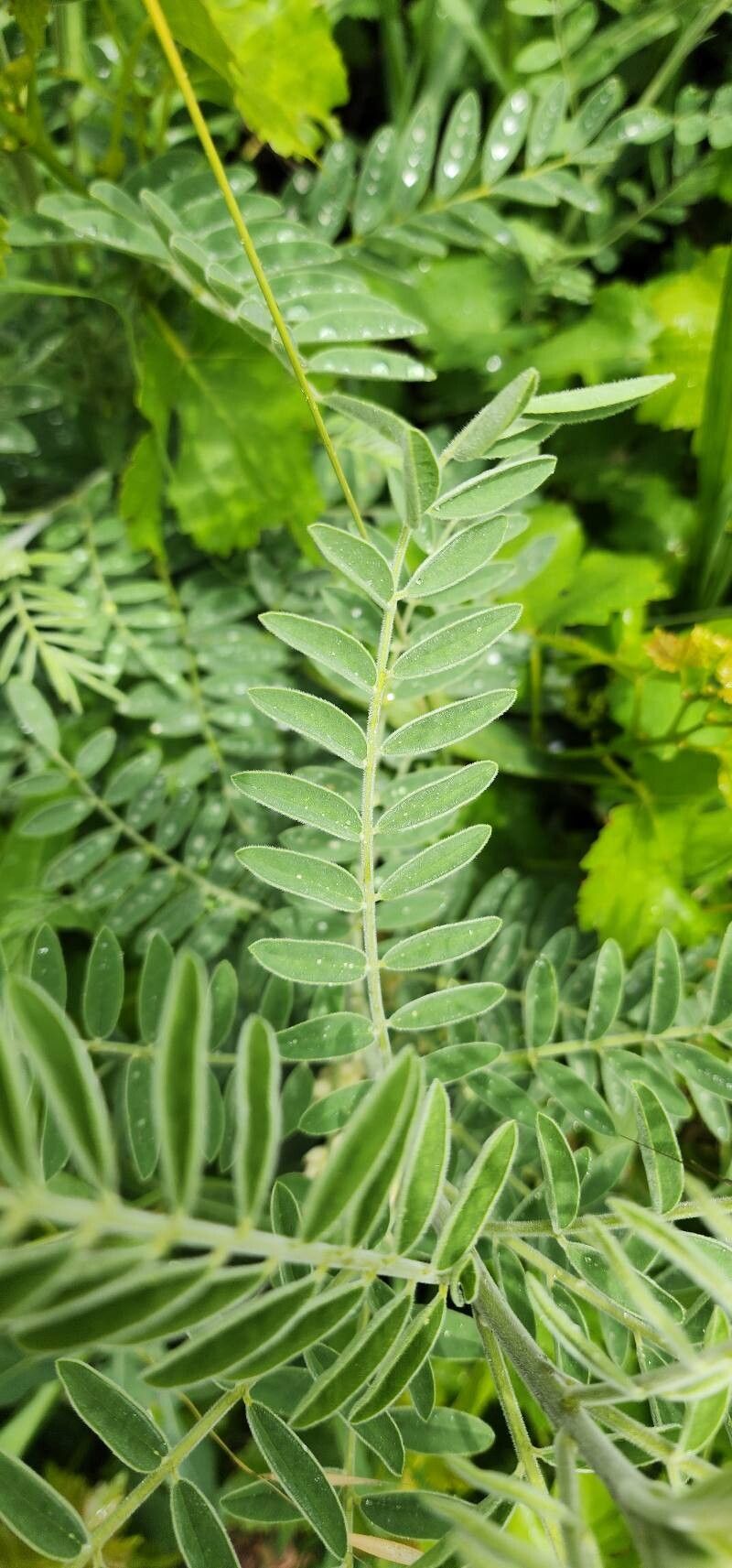 Sophora alopecuroides — related species from the same genus