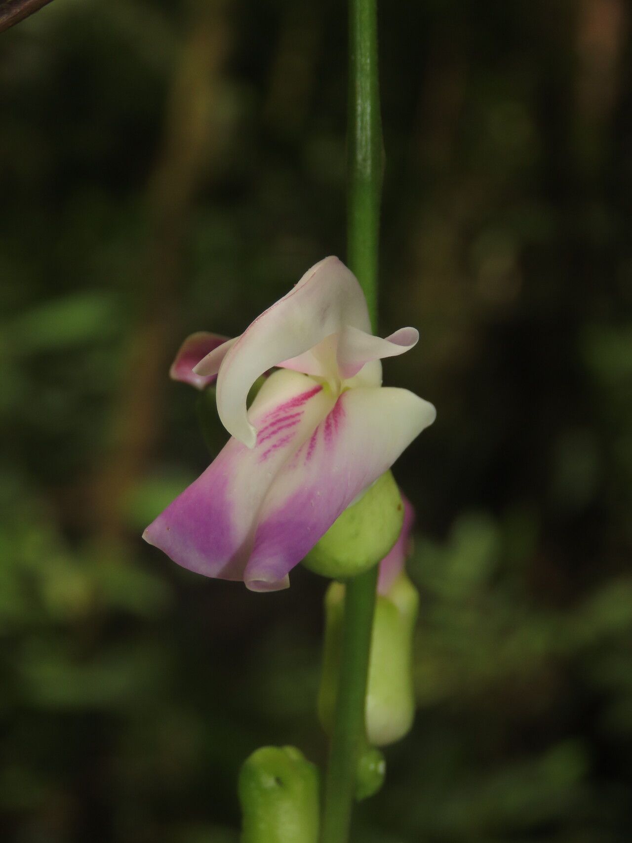 Canavalia oxyphylla flower
