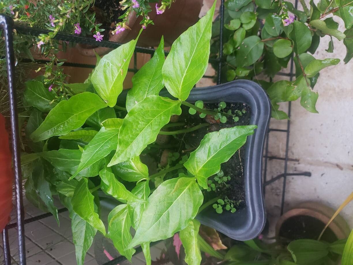 Couroupita subsessilis leaf