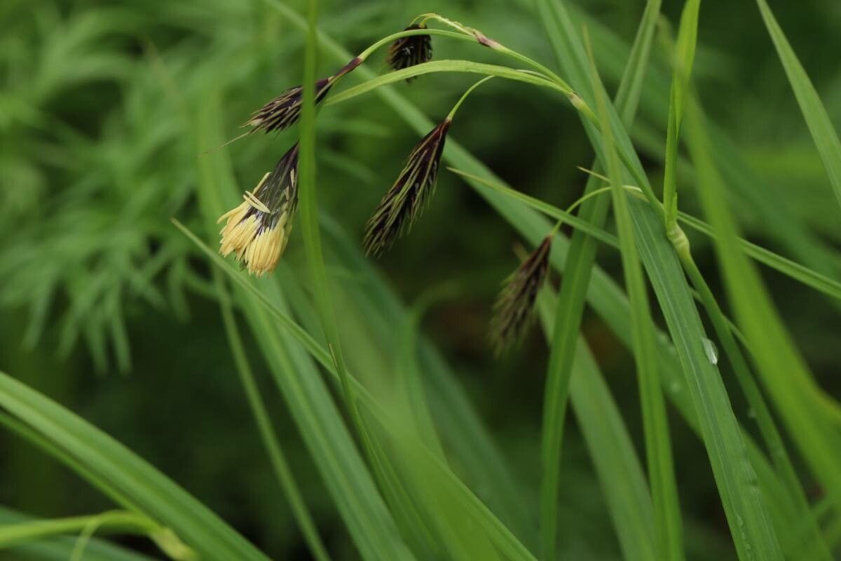 Carex flavocuspis — houseplant care guide