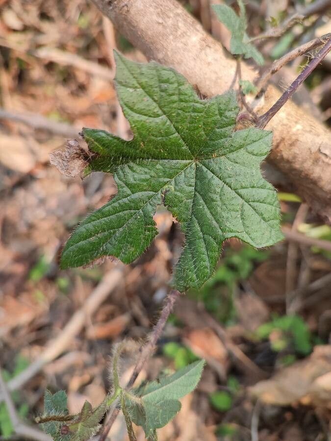Merremia vitifolia leaf