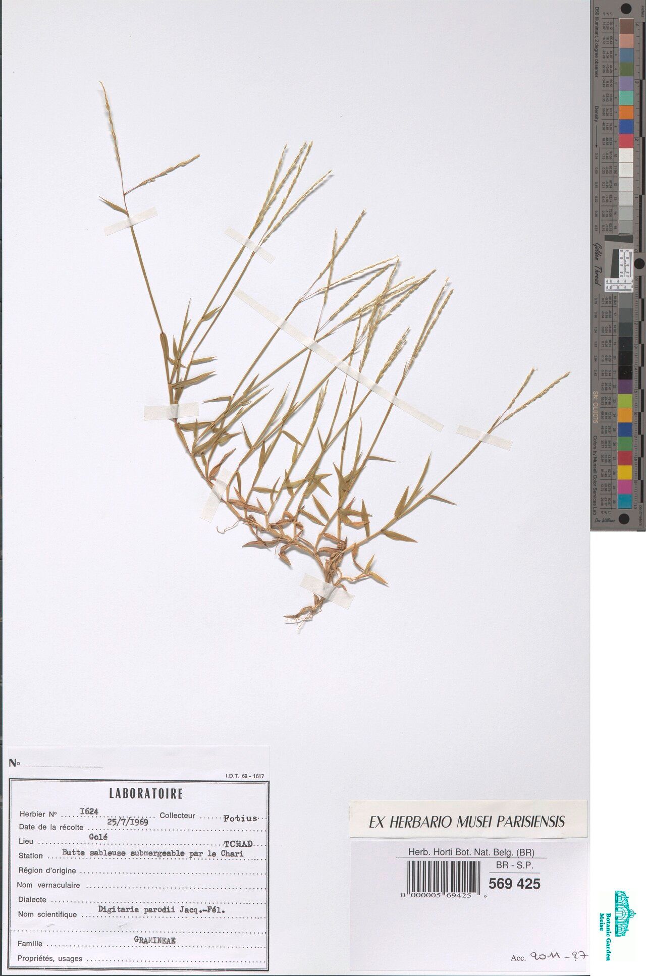 Digitaria parodii — houseplant care guide