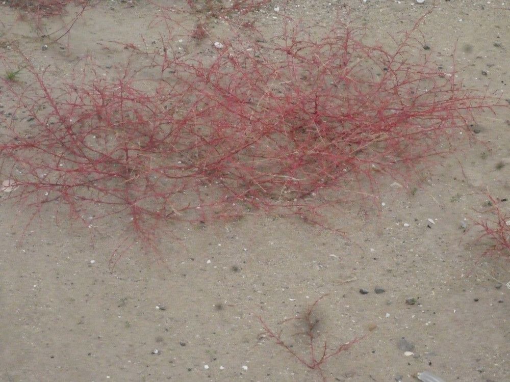 Corispermum declinatum habit