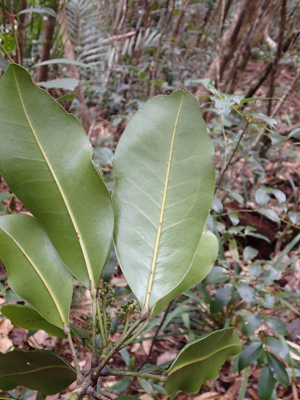 Sarcomelicope argyrophylla — related species from the same genus