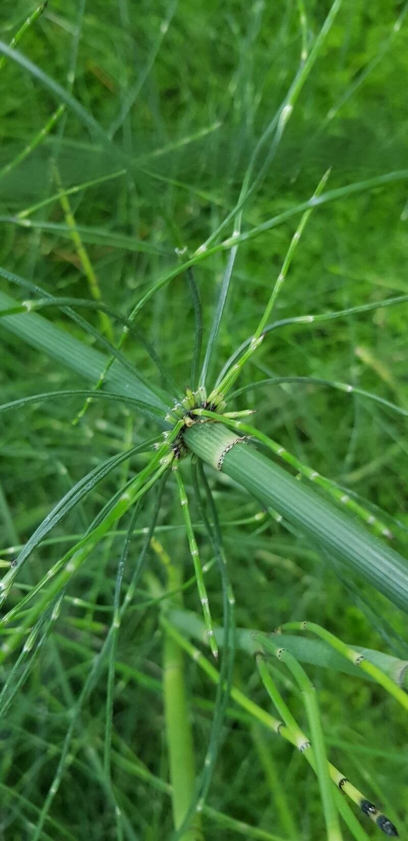 Equisetum × schaffneri bark