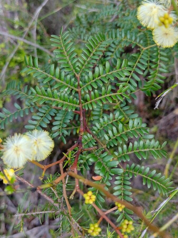 Acacia terminalis leaf