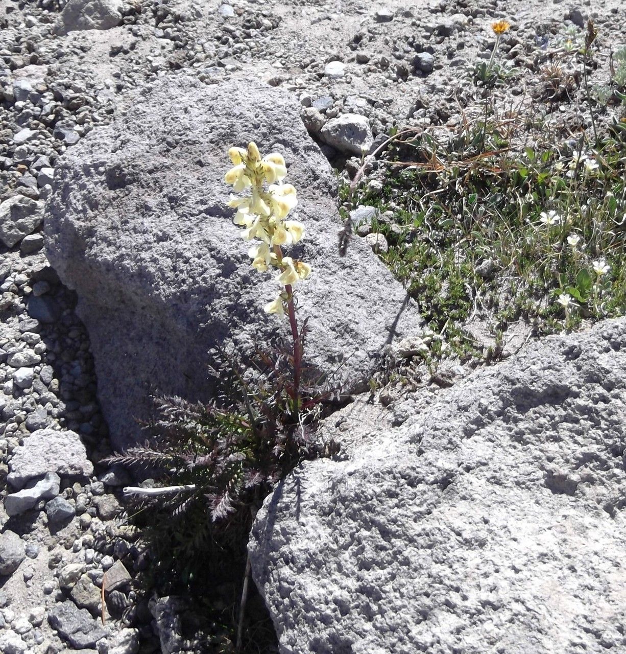 Pedicularis contorta habit