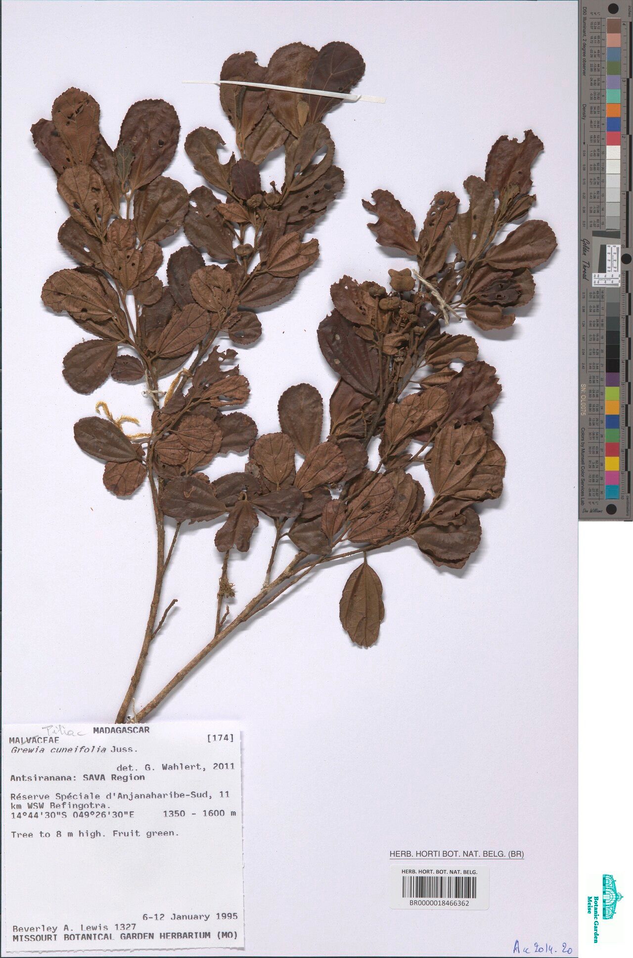 Grewia bakeriana — houseplant care guide