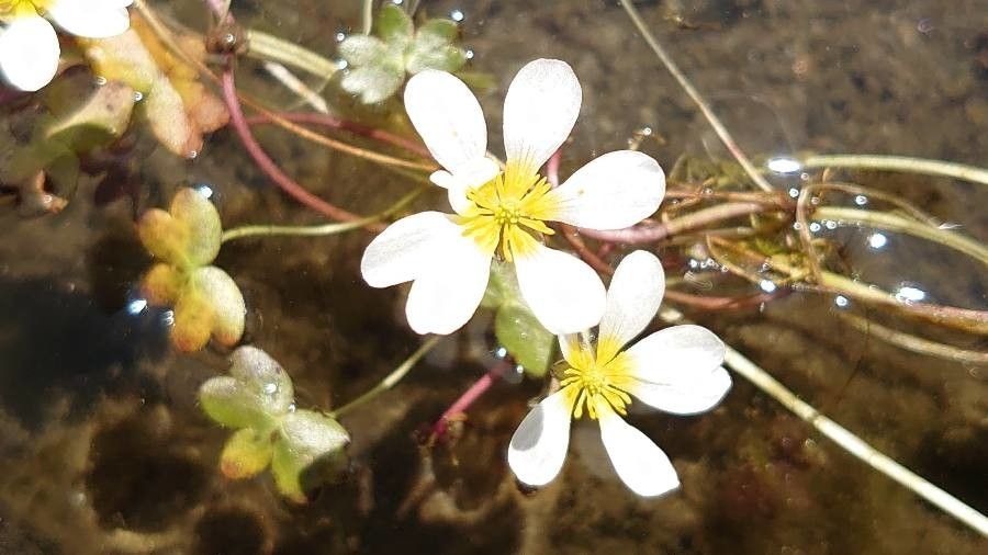 Ranunculus aquatilis leaf
