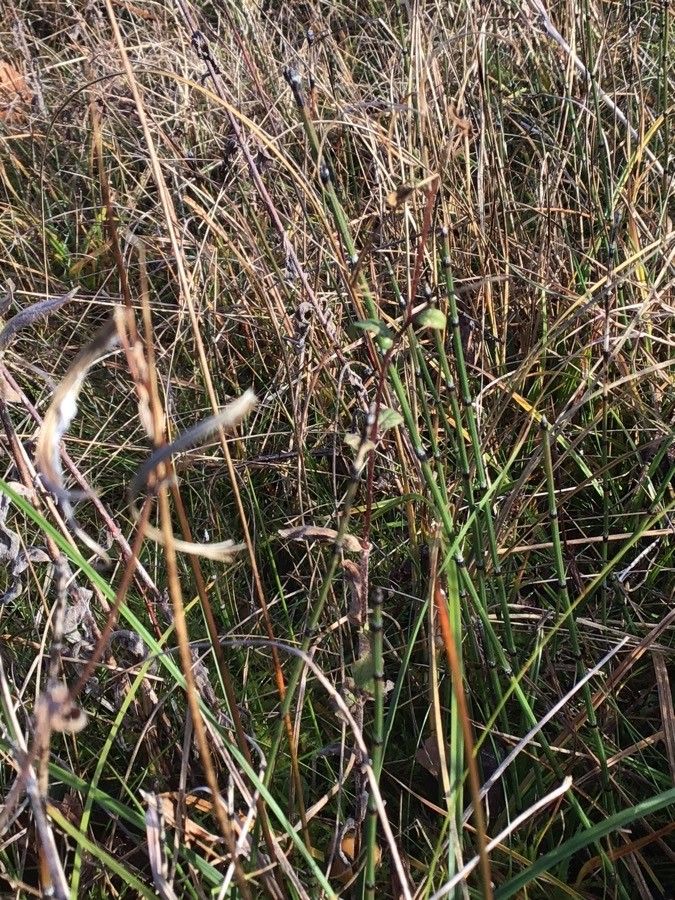 Triglochin palustris leaf