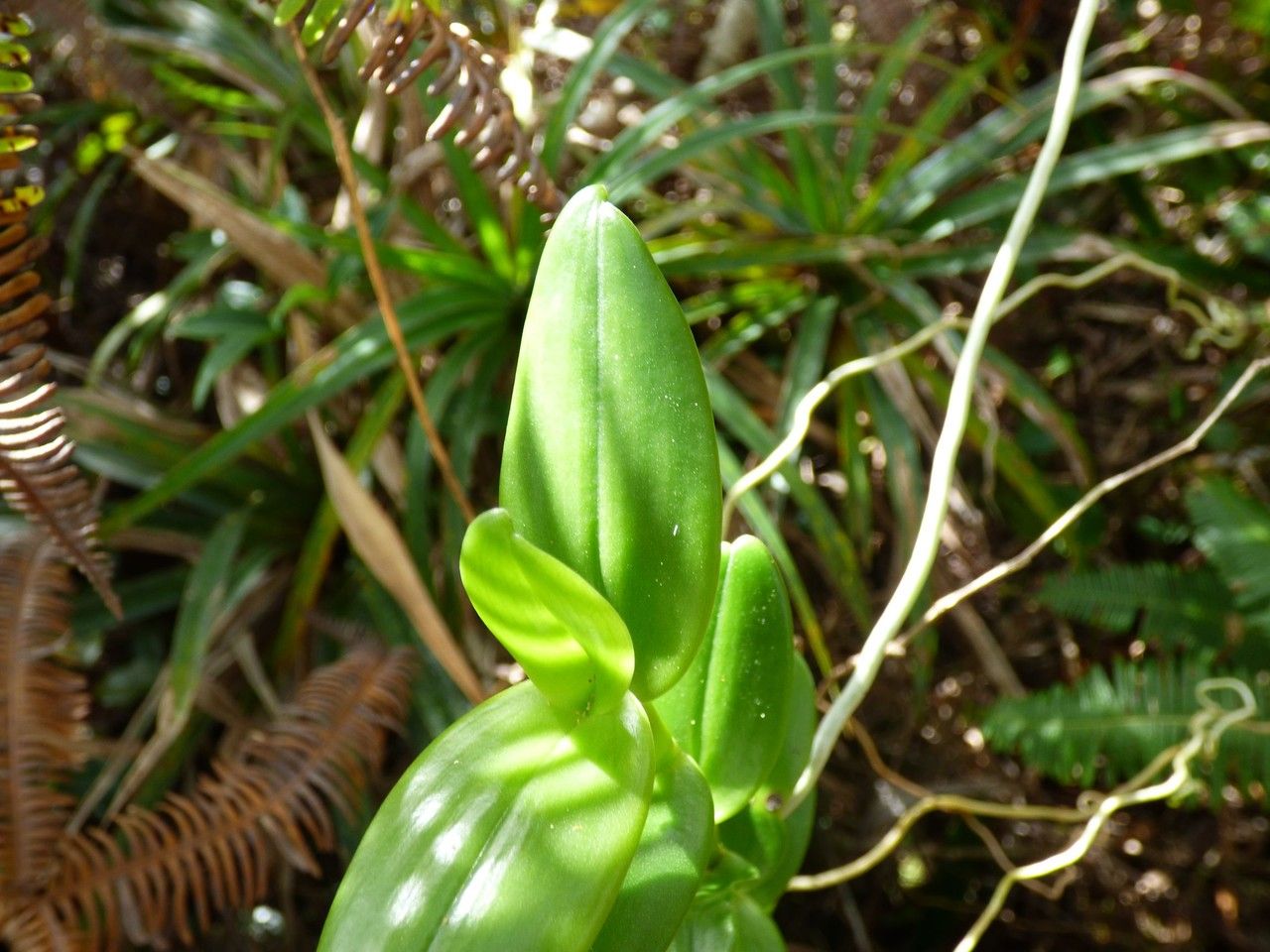 Cryptopus elatus leaf