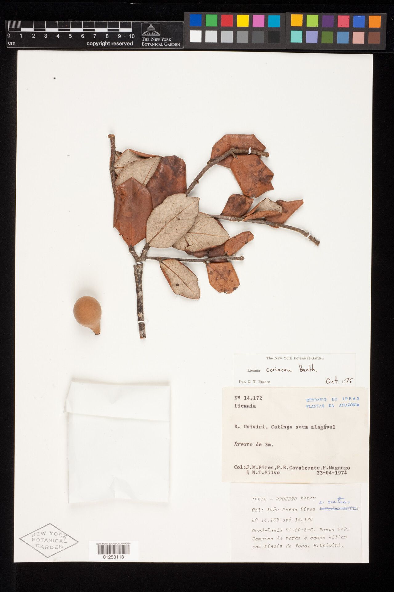 Licania coriacea fruit