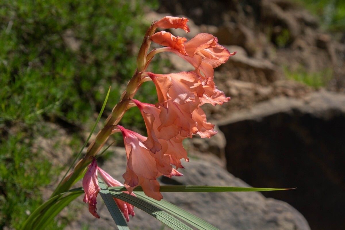 Gladiolus oppositiflorus — search result for 'Gladiolus'