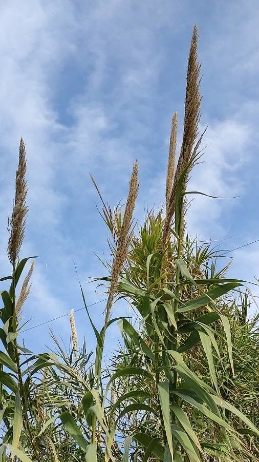 Arundo donax flower