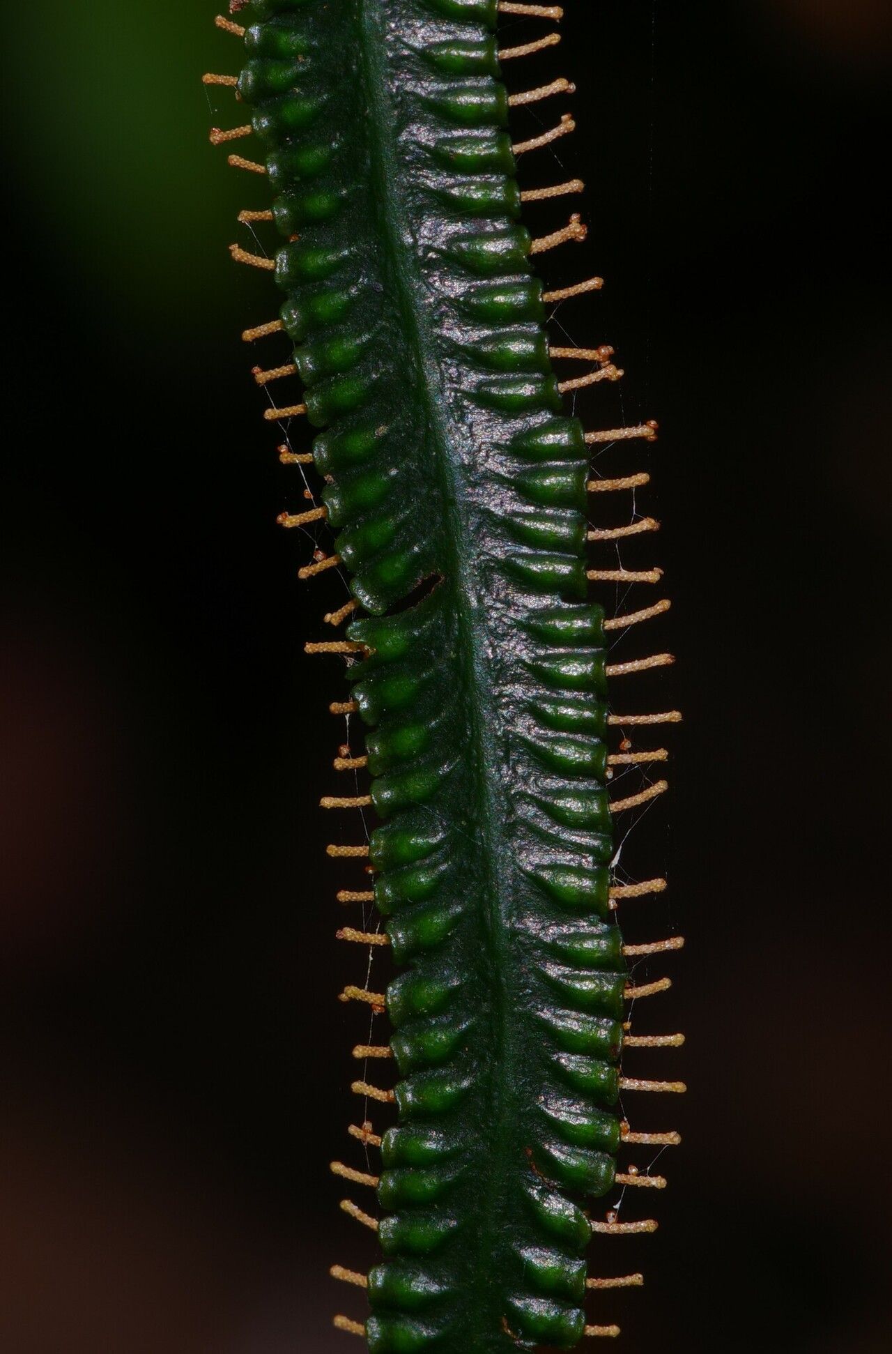 Trichomanes trollii — houseplant care guide