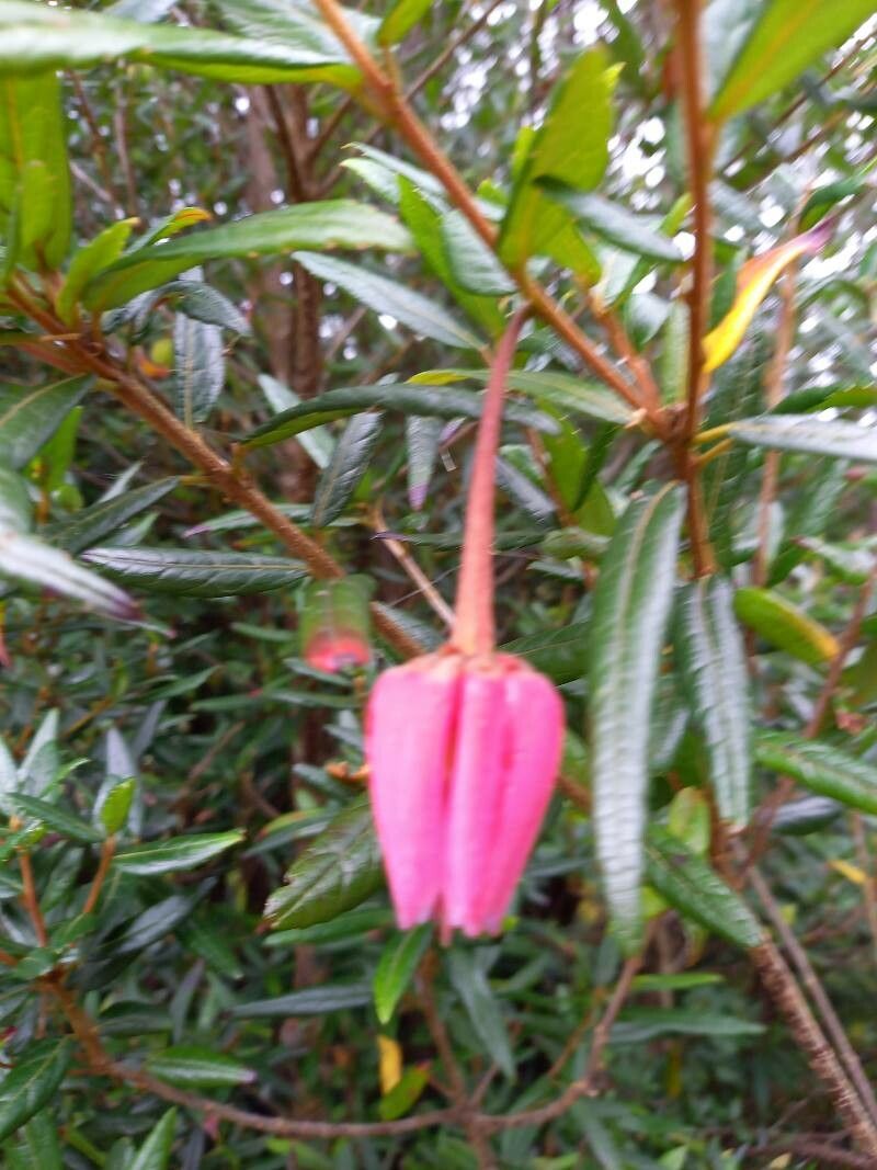 Crinodendron hookerianum fruit