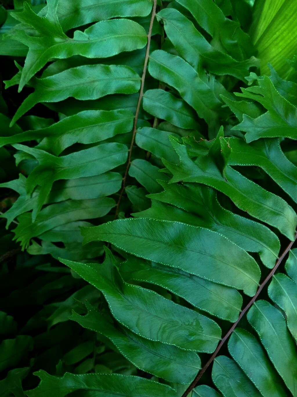 Nephrolepis falcata — houseplant care guide