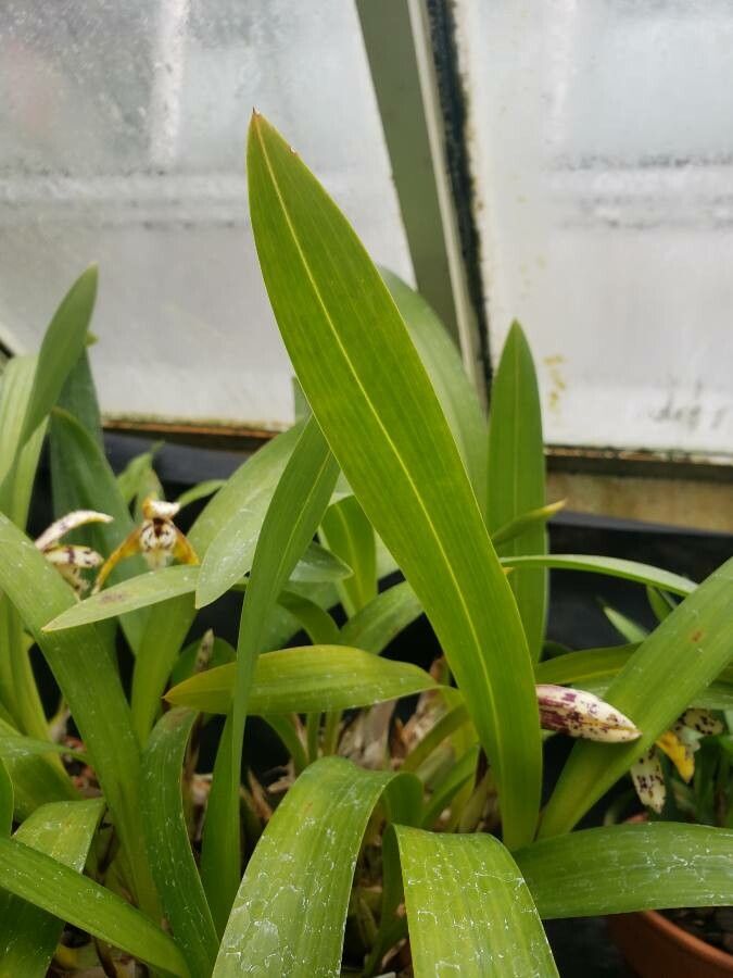 Maxillaria picta — search result for 'Maxillaria'