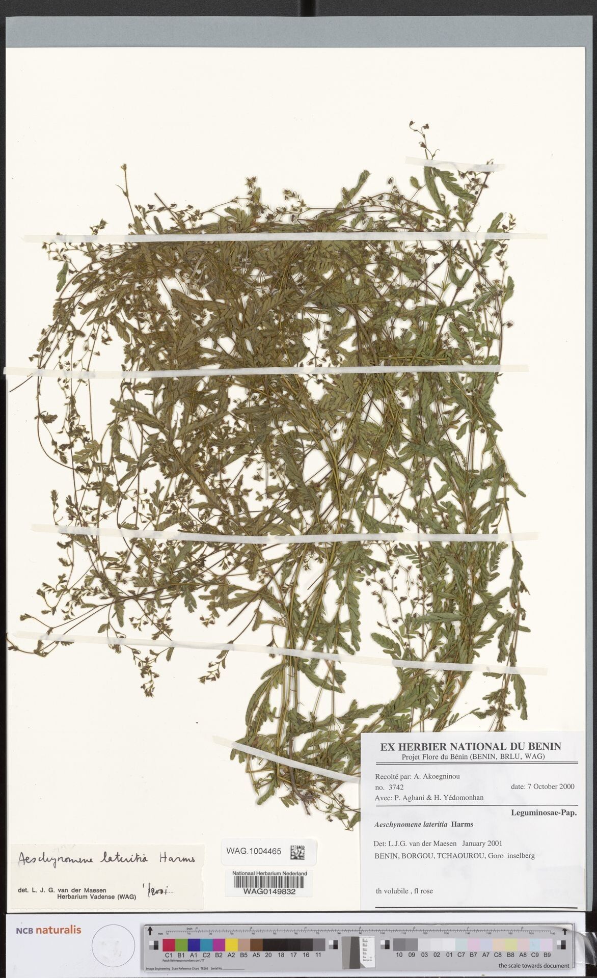 Aeschynomene lateritia — houseplant care guide
