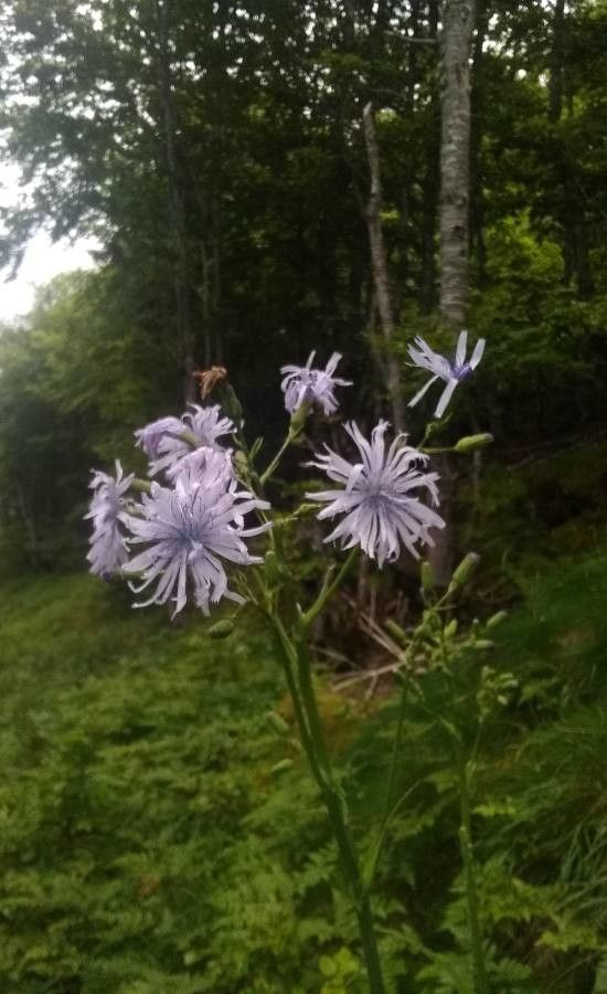 Lactuca plumieri flower