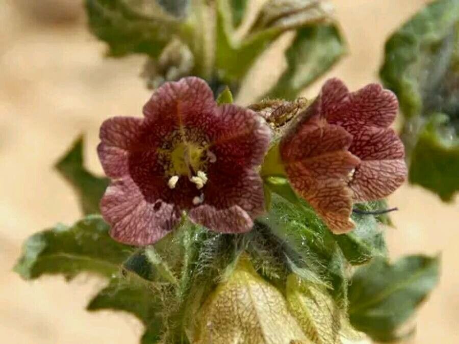 Hyoscyamus reticulatus — search result for 'Hyoscyamus'