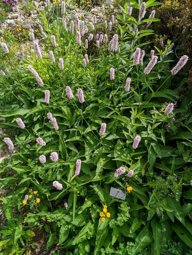 Persicaria bistorta habit