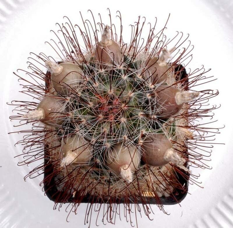 Cochemiea wrightii fruit