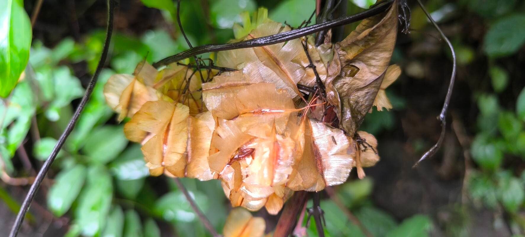 Combretum racemosum fruit
