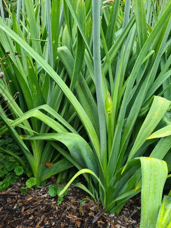 Ornithogalum candicans — search result for 'Ornithogalum'