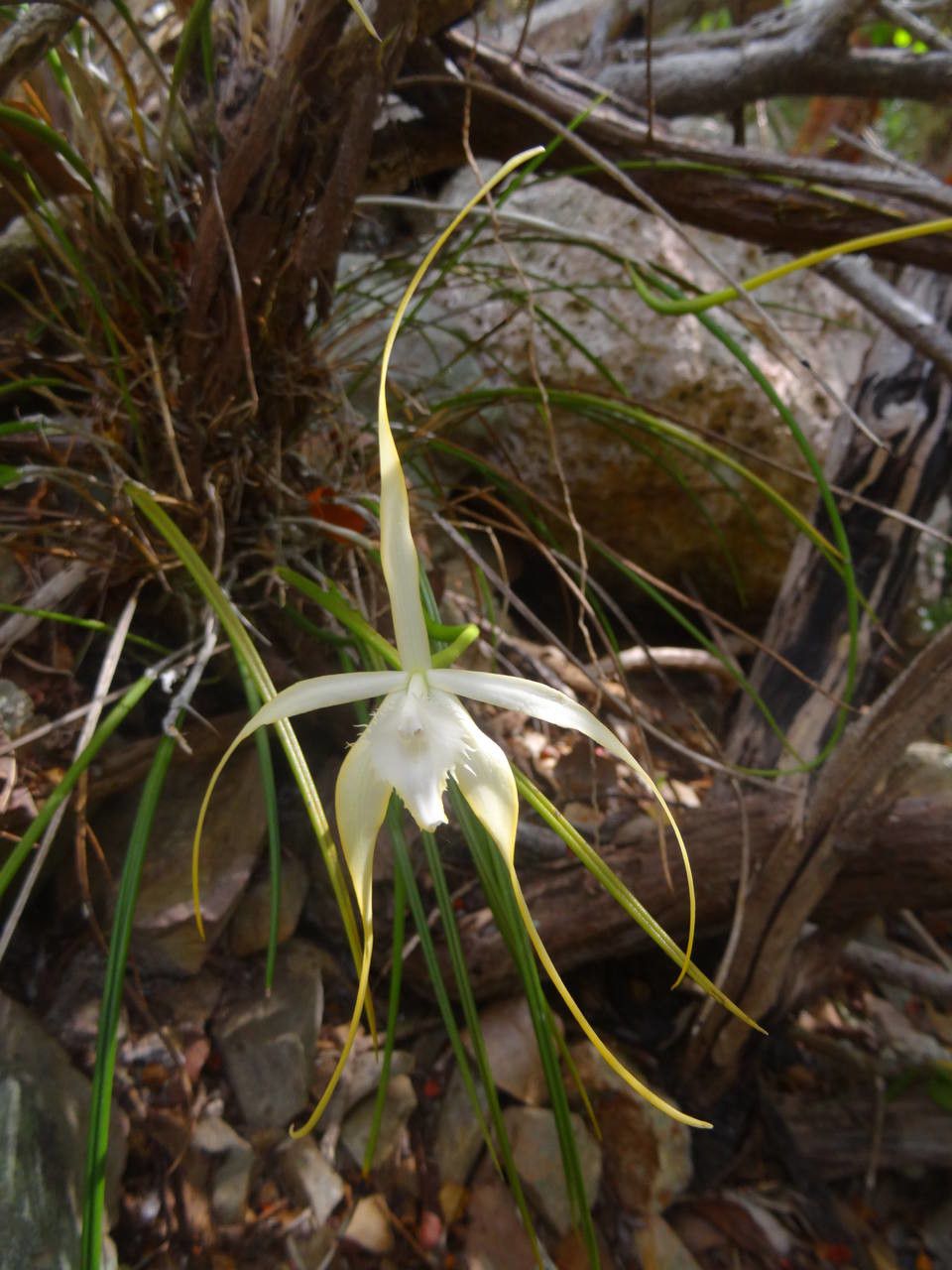 Brassavola cucullata habit