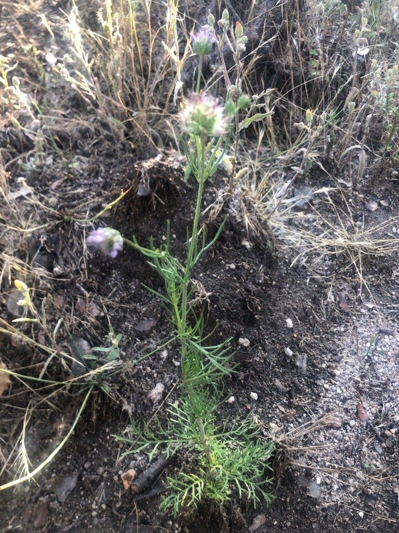 Pterocephalidium diandrum leaf