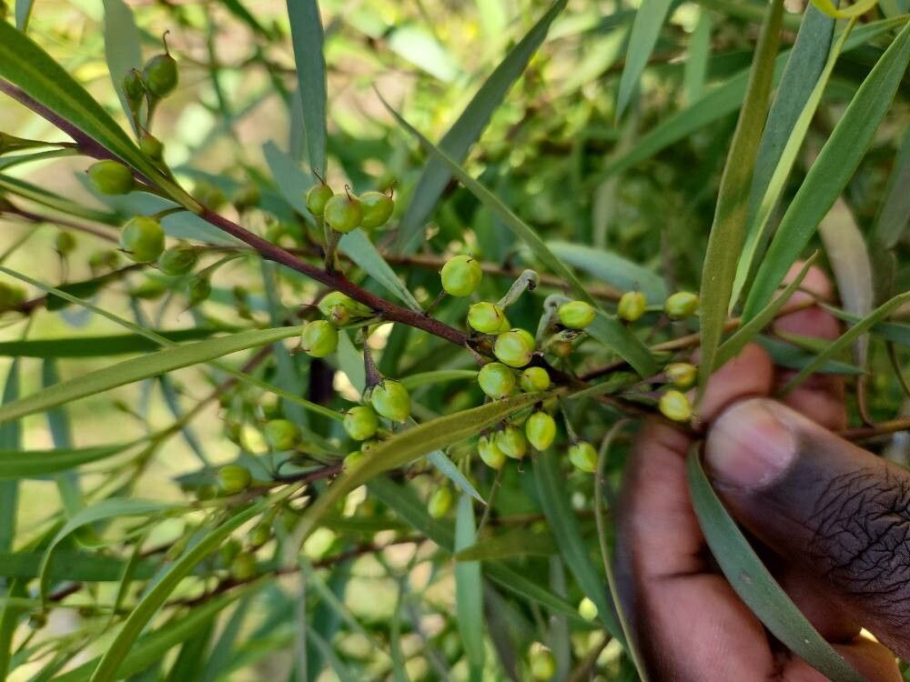 Eremophila longifolia fruit