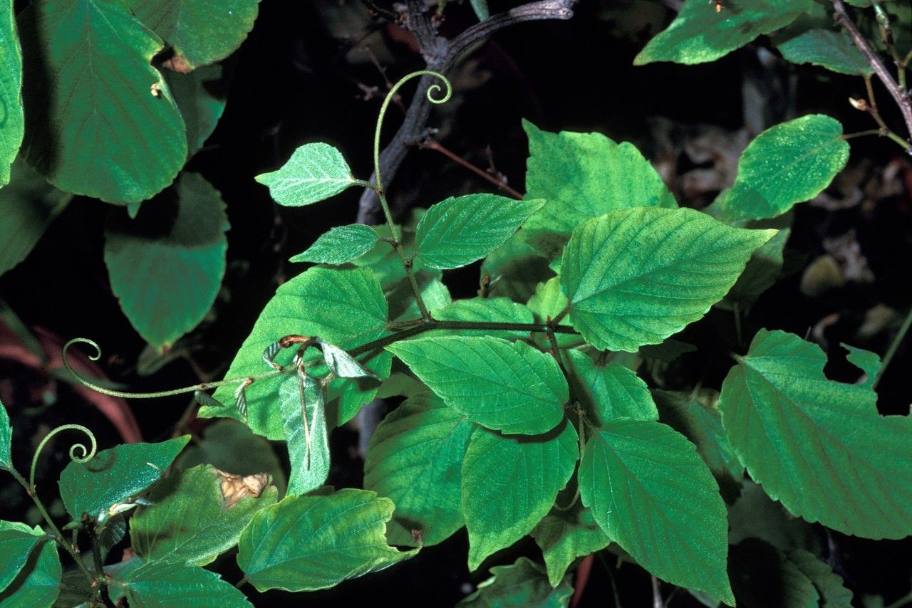 Gouania mauritiana — search result for 'Gouania'