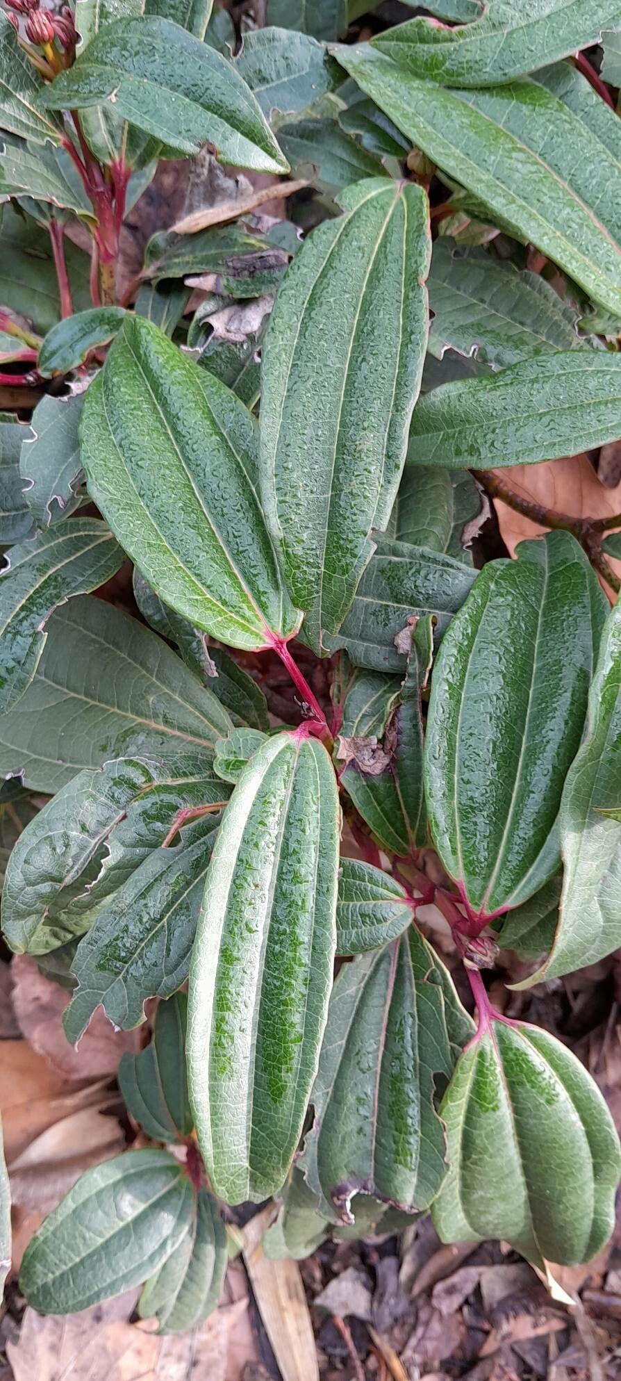 Viburnum davidi leaf