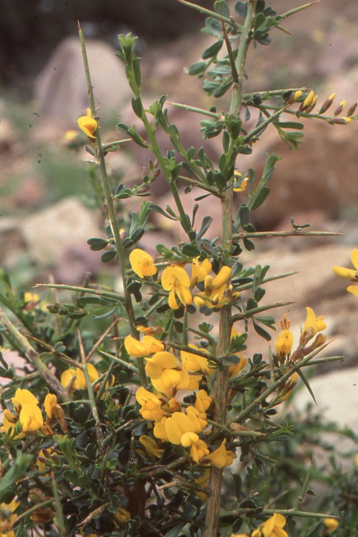 Genista ifniensis other